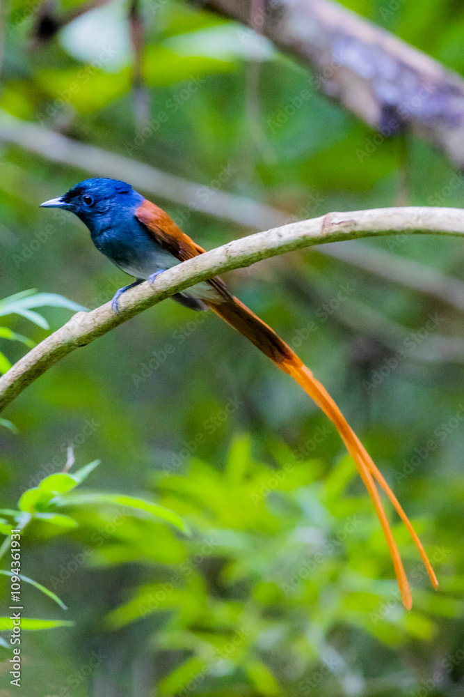 The Asian Paradise – flycatcher on a branch