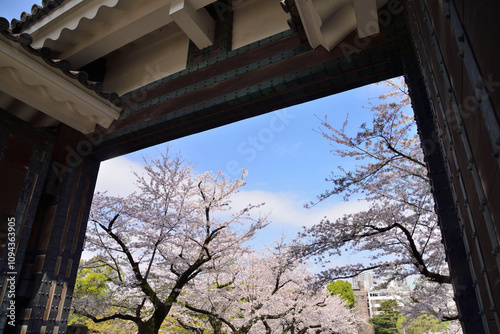 Spring cherry blossoms and the moat gate of the Imperial Palace, Kudanshita Kitanomaru, Tokyo, Japan / 春の桜と皇居のお掘りの門　九段下　北の丸　東京　日本　 photo