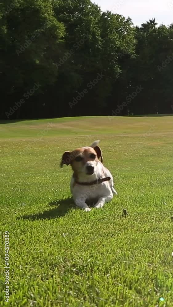 funny dog crawling on green grass towards camera and smiling. Active fresh air activities outside with pet Jack Russell terrier. Vertical video footage