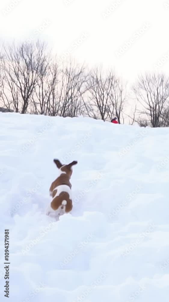 small dog running in snow. funny jumping over high snowdrifts. active pet Jack Russell terrier enjoying cold winter weather. Slow motion vertical video footage small dog running in snow. funny jumping over high snowdrifts. active pet Jack Russell terrier enjoying cold winter weather. Slow motion vertical video footage