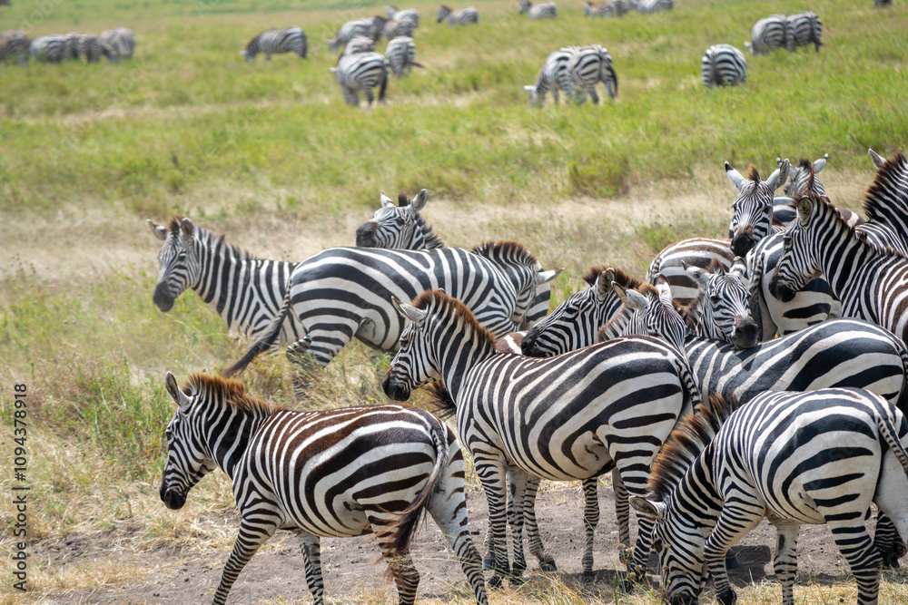 Obraz premium Simiyu is an administrative region of Tanzania. It was created in March 2012, being until then part of the Shinyanga Region. Its capital is the city of Bariadi.