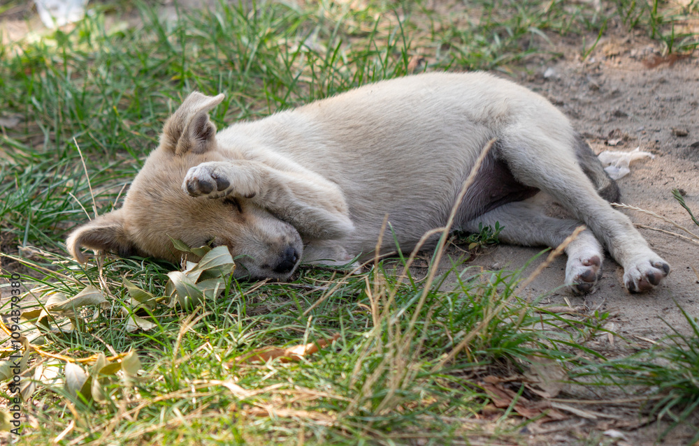 A small dog is laying on the grass, with its head covered A small dog is laying on the grass, with its head covered