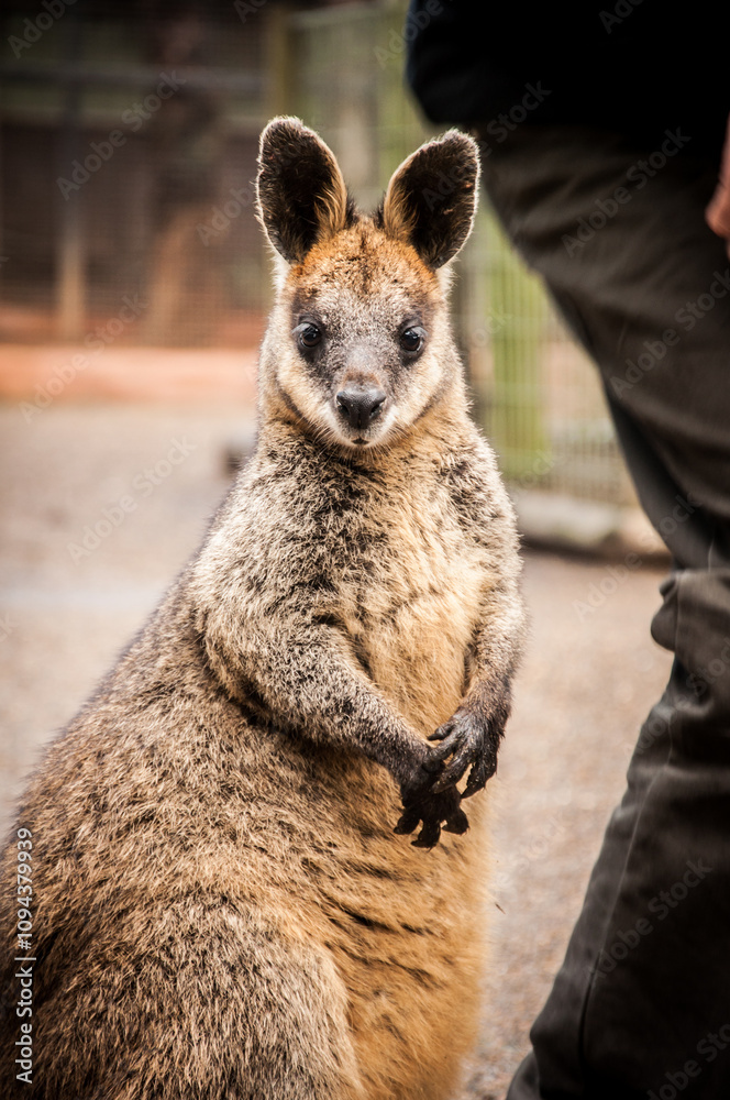 Swamp wallaby standing and looking at camera Swamp wallaby standing and looking at camera