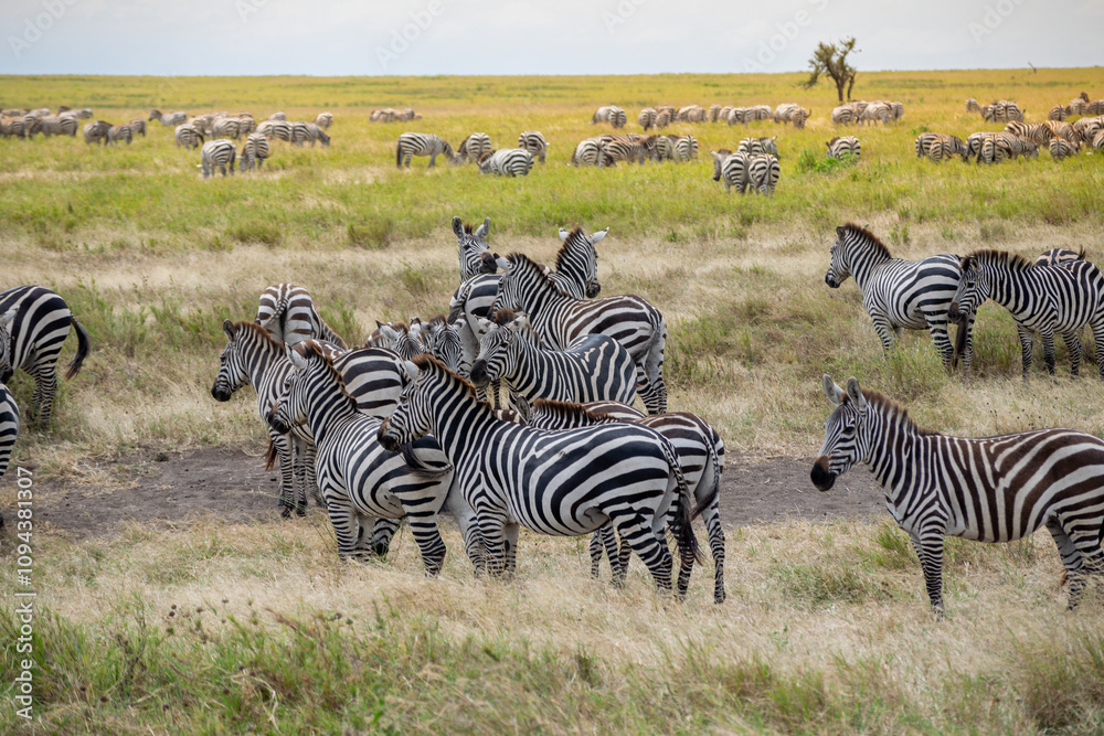 Obraz premium Simiyu is an administrative region of Tanzania. It was created in March 2012, being until then part of the Shinyanga Region. Its capital is the city of Bariadi.