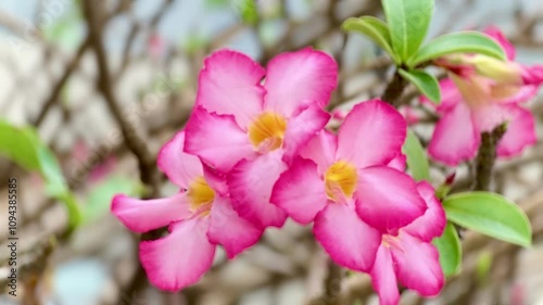 4K adenium obesum flowers bloom on the trees blown by the gentle breeze, the petals are red with a bright center.