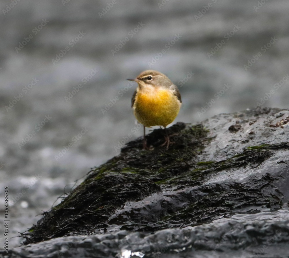 Grey wagtail perched on a rock in a serene stream, showcasing its vibrant yellow underbelly Grey wagtail perched on a rock in a serene stream, showcasing its vibrant yellow underbelly
