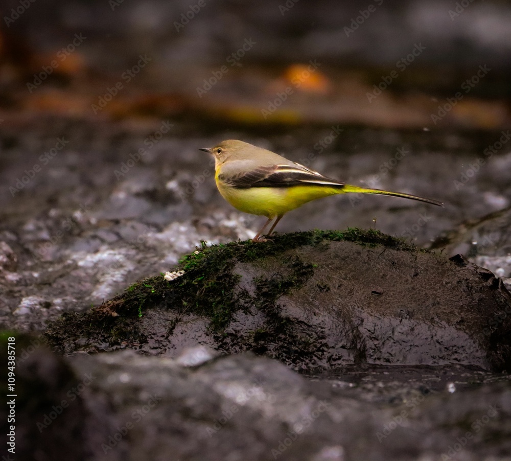 Grey wagtail perched on a rock in a serene stream, showcasing its vibrant yellow underbelly Grey wagtail perched on a rock in a serene stream, showcasing its vibrant yellow underbelly