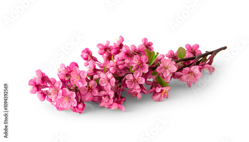 pink hydrangea flowers isolated on white