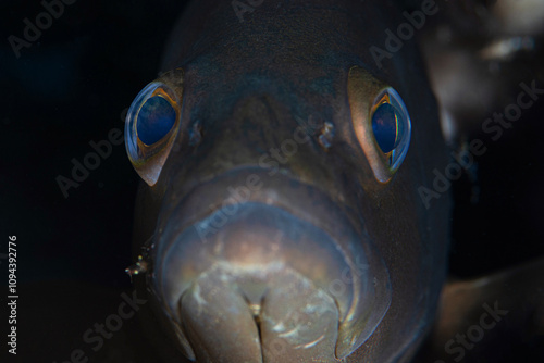 Black Grouper Fish. Lahos, with shrimp on it. Close-up photo of grouper fish. Grouper fish under the rock. Antalya, Türkiye. photo