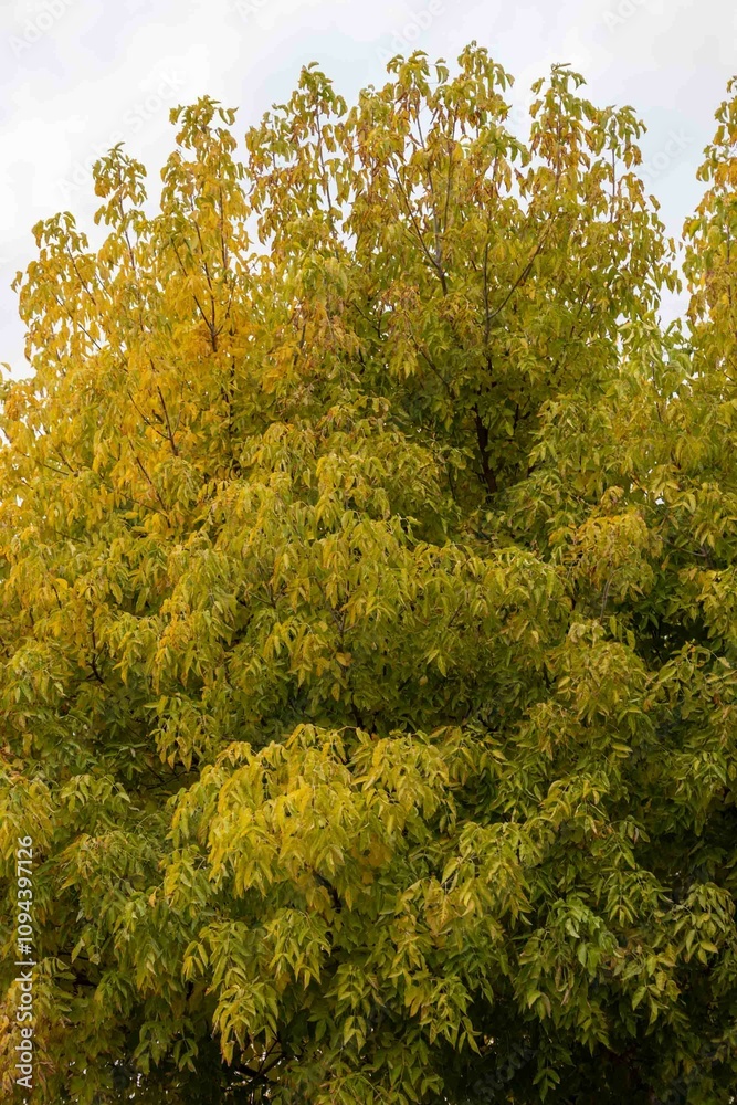 autumn in the park autumn in the park