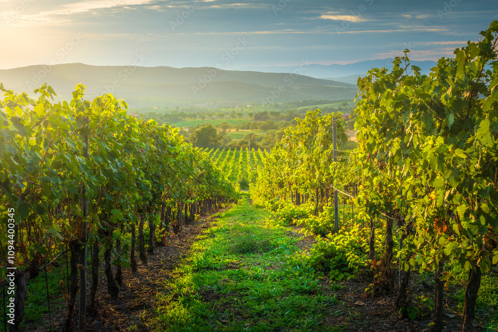 Fototapeta premium Landscape of the Morellino di Scansano wine vineyards at sunset. Tuscany region, Italy
