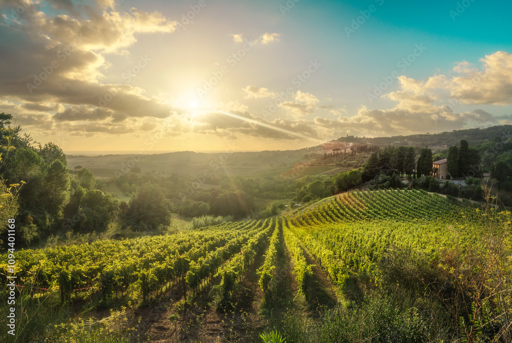 Naklejka premium Maremma landscape. Vineyards at sunset and Casale Marittimo in the background. Tuscany, Italy