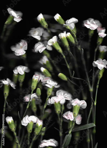 Pink carnation or clove pink vertical scan background. Scanned blooming spring flower bouquet. Glitchy abstract strongly distorted plant. Colourful botanical photocopy with scanner noise effect.