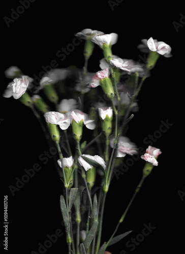 Pink carnation or clove pink vertical scan background. Scanned blooming spring flower bouquet. Glitchy abstract strongly distorted plant. Colourful botanical photocopy with scanner noise effect.