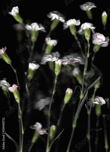 Pink carnation or clove pink vertical scan background. Scanned blooming spring flower bouquet. Glitchy abstract strongly distorted plant. Colourful botanical photocopy with scanner noise effect.