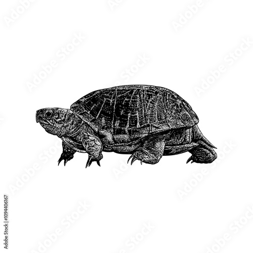 Ornate Box Turtle hand drawing vector isolated on background.