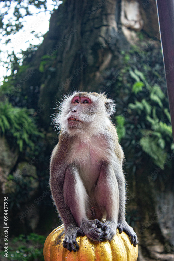 Fototapeta premium Portrait of a macaque in Batu Caves in Malaysia