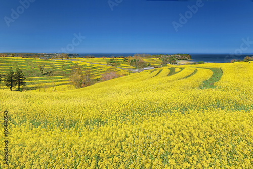 長崎鼻菜の花畑