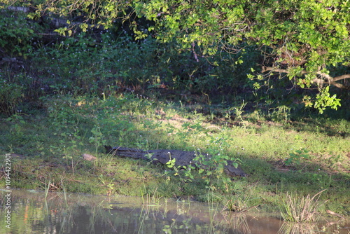 Yala Nationalpark photo