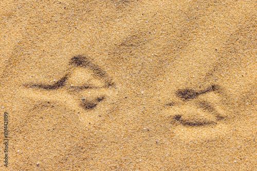 Obraz na płótnie Gull tracks In sandy beach w salonie