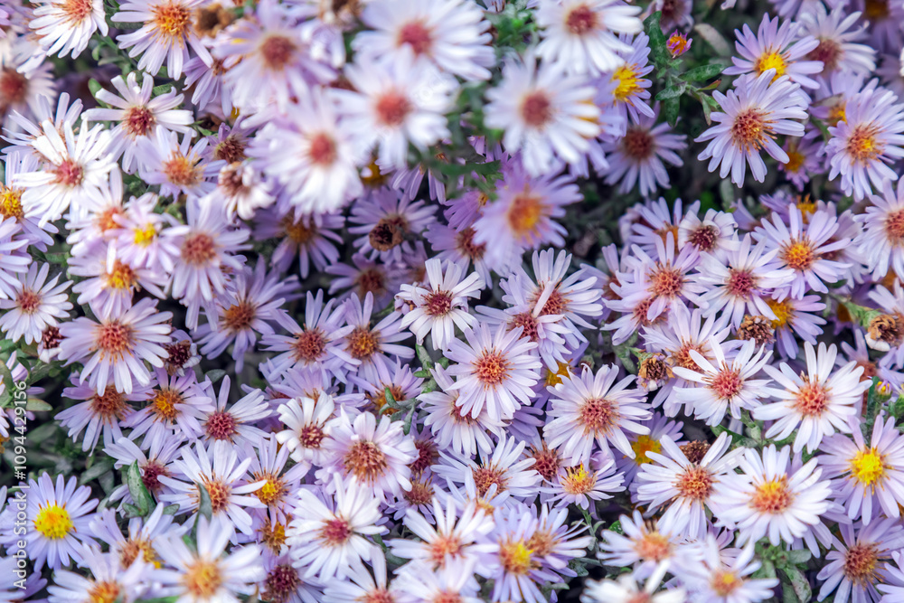 Close-up photo of forest aster octobrinka as background Close-up photo of forest aster octobrinka as background