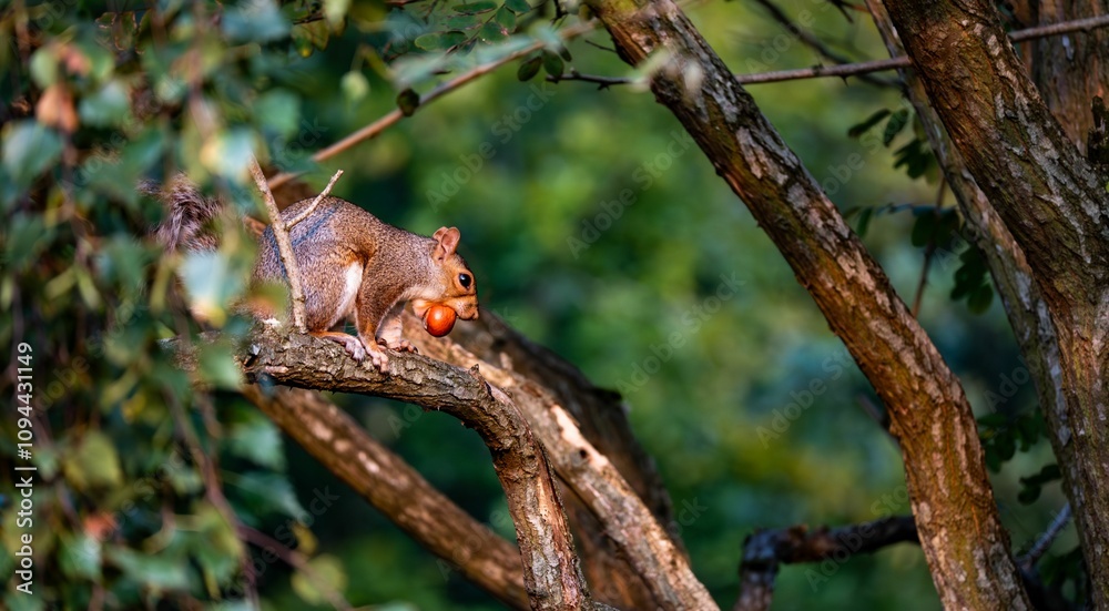 Squirrel perched on a tree branch holding a red fruit in its mouth, surrounded by green foliage. Squirrel perched on a tree branch holding a red fruit in its mouth, surrounded by green foliage.