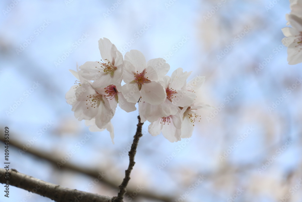 さくら さくら