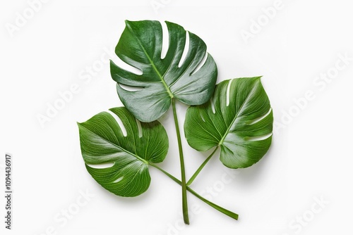 monstera or split-leaf philodendron (Monstera deliciosa) isolated on white background photo