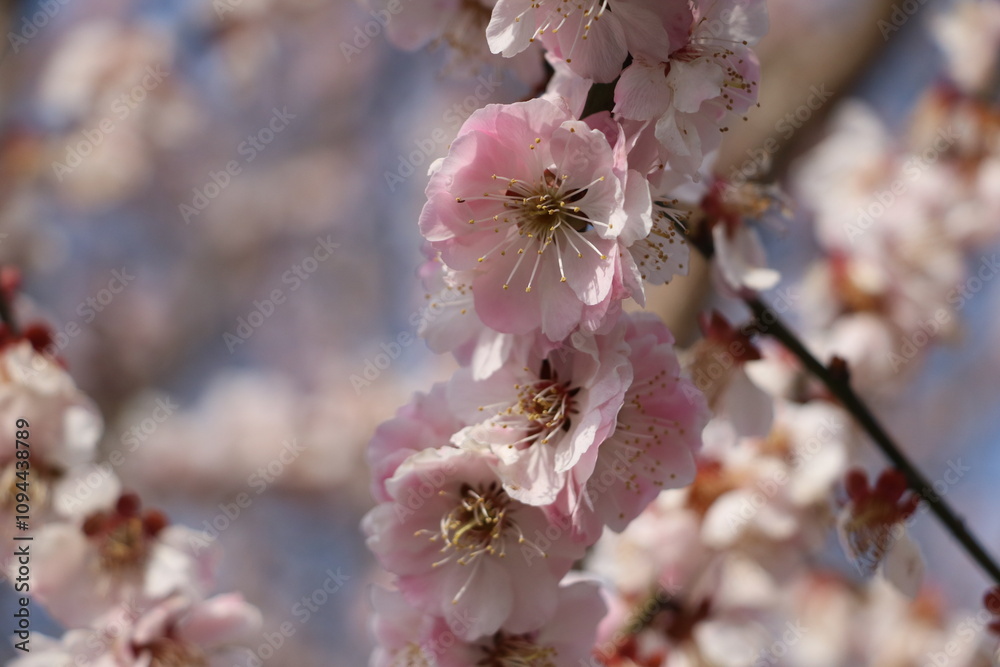 Obraz premium 梅の花