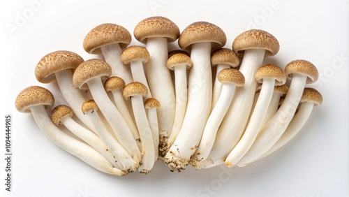 Shimeji mushrooms isolated on white background photo