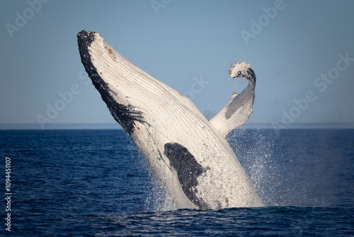 Large adult humpback whale breaching on the northern migration off Sydney, New South Wales, Australia photo