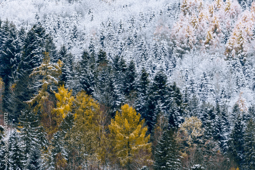 Beautiful mixed forest full of spruces, firs and larches covered with snow on the first winter days