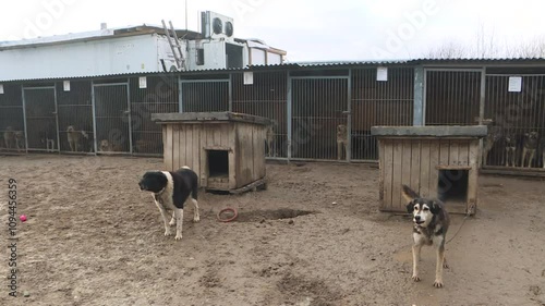 Dogs chained to a chain near their doghouse and bowls of food. dog shelter