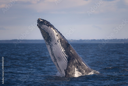 Adult humpback whale performs a head lunge on a clear day off Manly Beach, Sydney, New South Wales, Australia