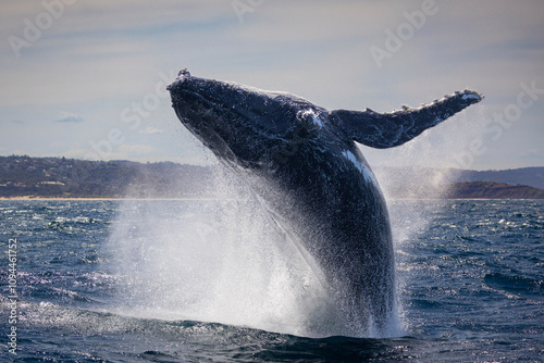 Large humpback whale full breach off Sydney northern beaches, Sydney, New South Wales, Australia