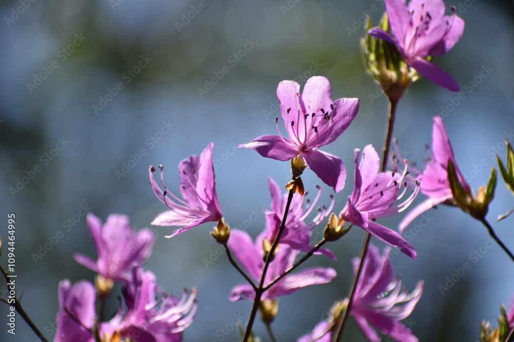 Obraz premium 春の山に咲くピンクのヤマツツジ