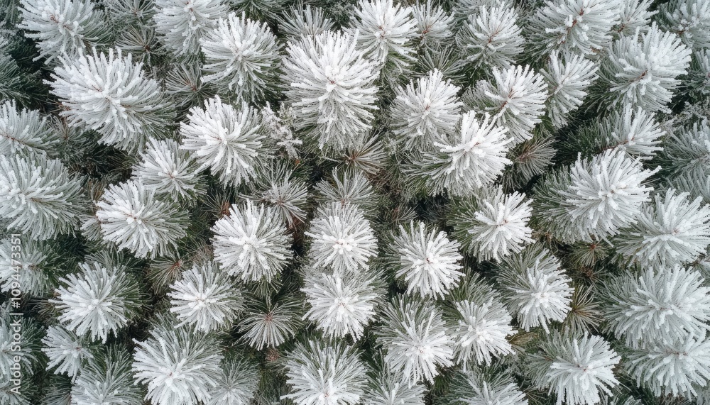 Close-up view of frosted evergreen branches, showcasing winter's beauty. Close-up view of frosted evergreen branches, showcasing winter's beauty.