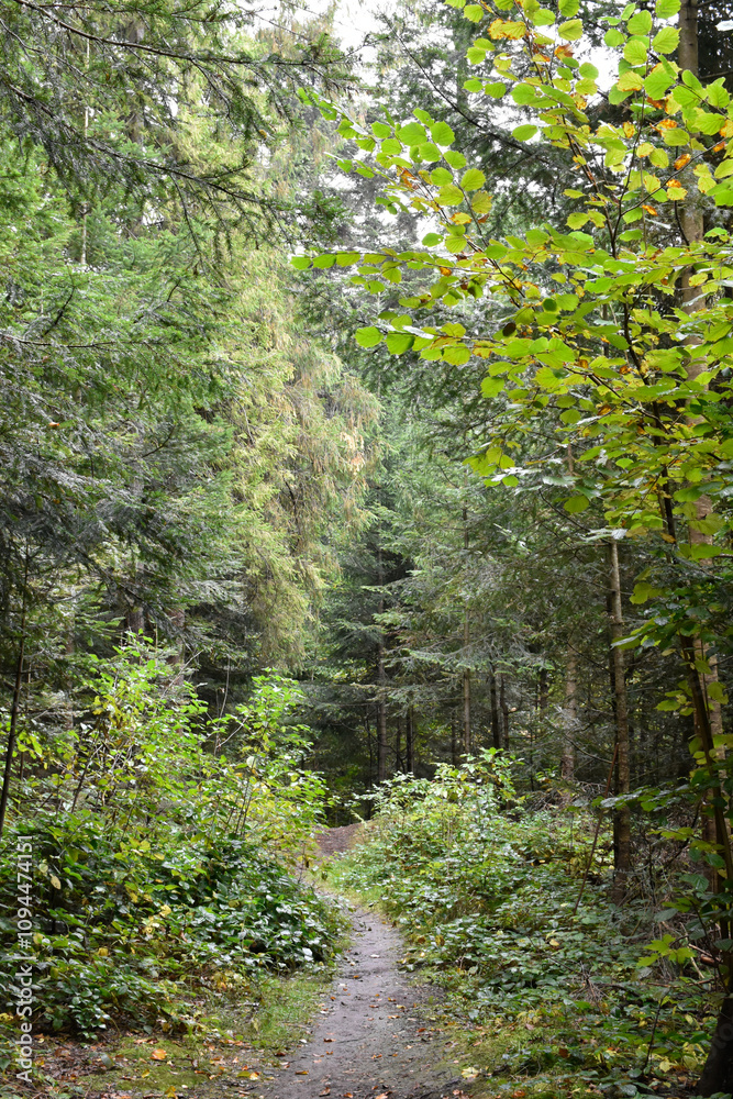 Fototapeta premium Ukraine, Carpathians. Deep green forest after rain. Path among large pine trees, green foliage, light through tree branches. Wild nature landscape, woodland view.