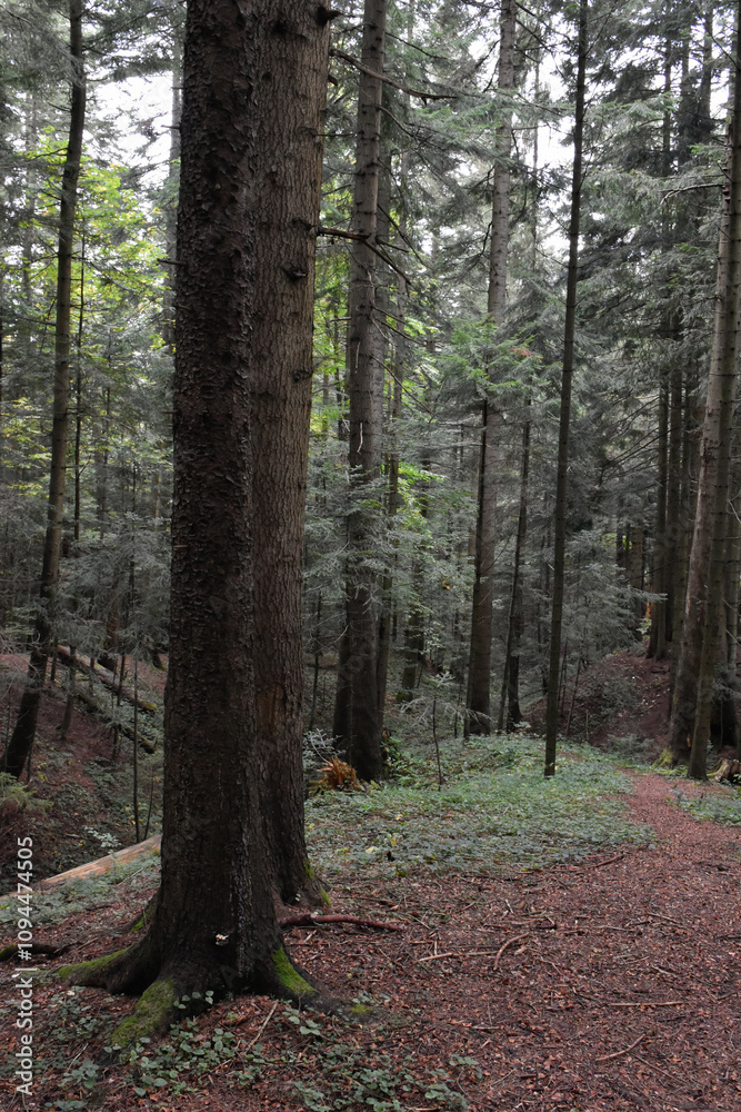 Ukraine, Carpathians. Deep pine forest, large evergreen trees with mossy roots. Wild nature, overcast day. Moody landscape, woodland view. Ukraine, Carpathians. Deep pine forest, large evergreen trees with mossy roots. Wild nature, overcast day. Moody landscape, woodland view.