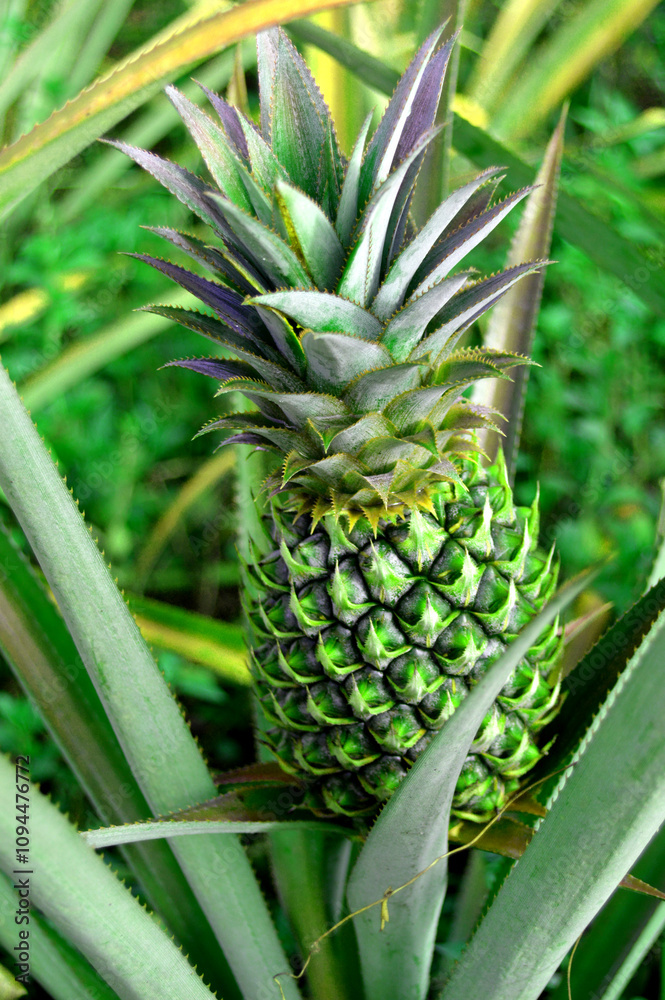 fresh pineapple straight from the garden