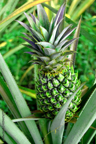 Obraz na płótnie fresh pineapple straight from the garden w salonie
