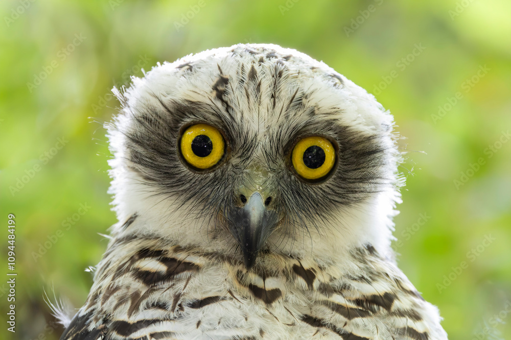 Australian Juvenile Powerful Owl roosting by day in tree canopy Australian Juvenile Powerful Owl roosting by day in tree canopy