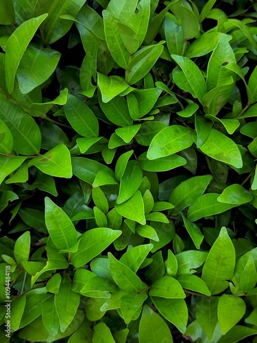 Lush Green Foliage Background