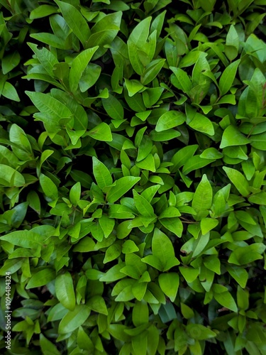 Wallpaper Mural Lush Green Foliage Background Torontodigital.ca