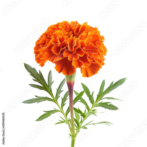 orange marigold flower isolated