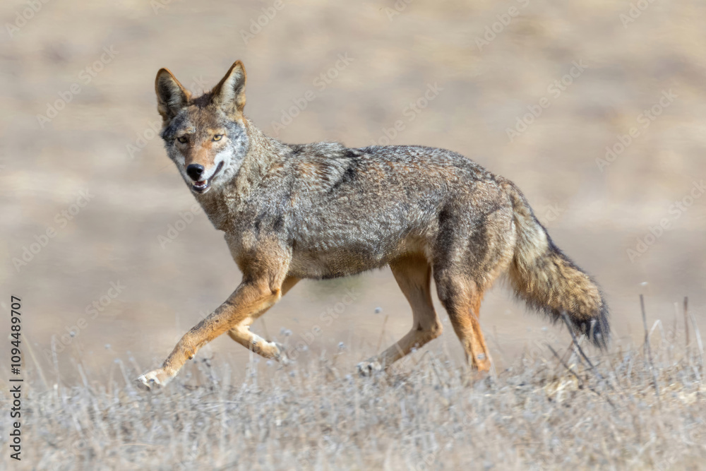 Adult Coyote on the Run. Arastradero Preserve, California, USA. Adult Coyote on the Run. Arastradero Preserve, California, USA.