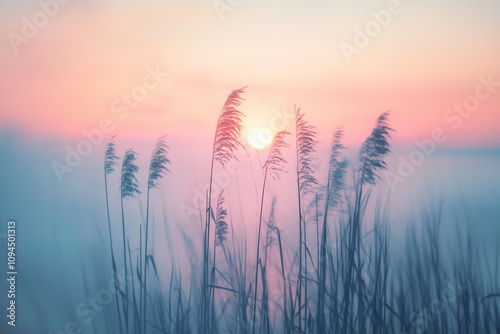 Schilfrohr im Nebel bei Sonnenaufgang

