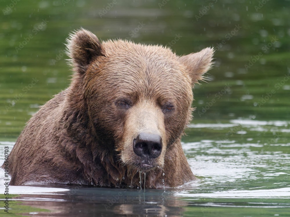Alaskan brown bear in Big River Lakes, Alaska, USA Alaskan brown bear in Big River Lakes, Alaska, USA