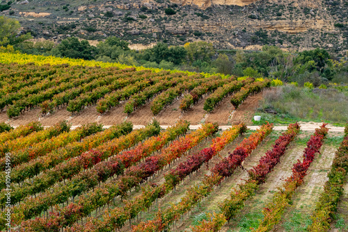 Drone view of a beautiful vineyard features rows of vibrant plants showcasing an exquisite gradient of autumn colors, capturing the breathtaking beauty of nature's artistry in La Rioja Spain