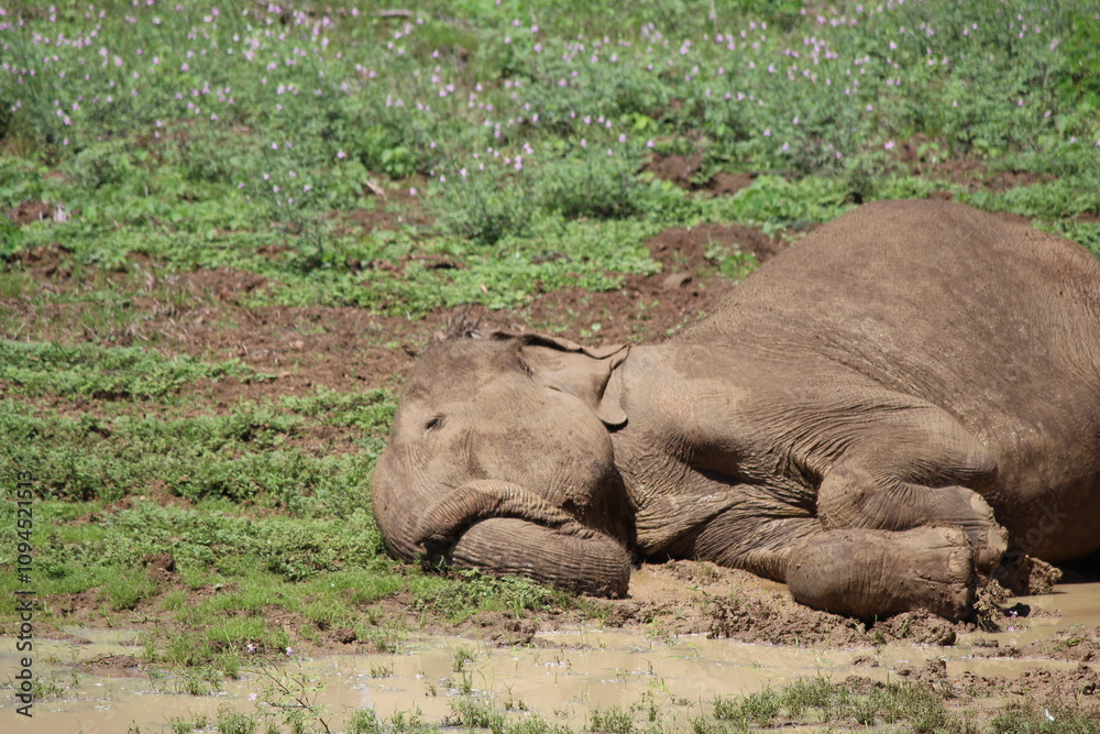 Naklejka premium Elefanten